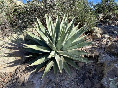 Agave chrysantha, photographed by Daniel McNair