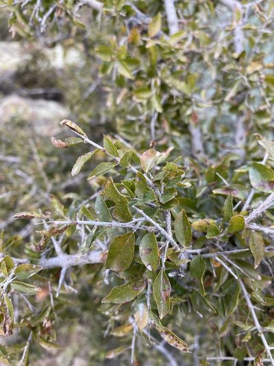 Sageretia wrightii, photographed by Daniel McNair