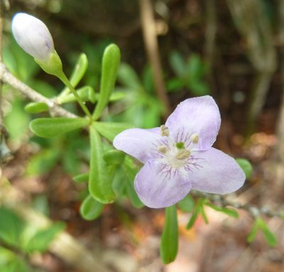 Lycium carolinianum, photographed by Stan Shebs