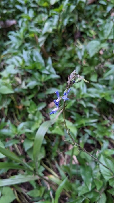 Salvia costaricensis, photographed by Jake Rehage