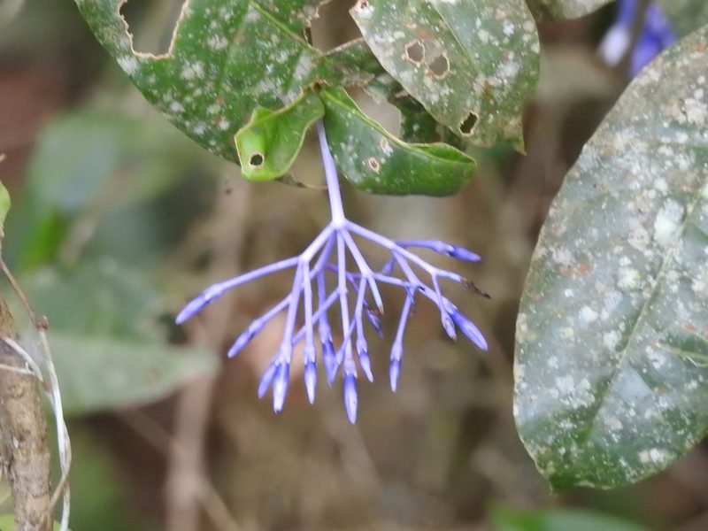 Faramea hyacinthina, photographed by María Regina Silva