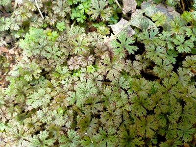 Hydrocotyle dissecta, photographed by John Barkla