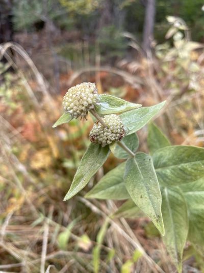 Pycnanthemum californicum, photographed by Amelia Tauber
