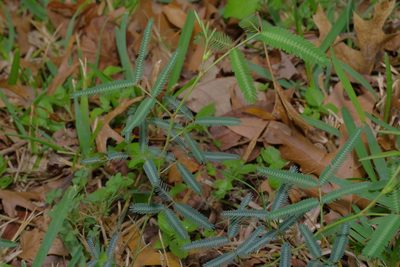 Neptunia pubescens, photographed by Michelle W. （鍾偉瑋）