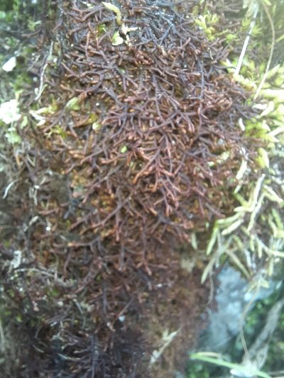 Frullania falciloba, photographed by Alice Shanks