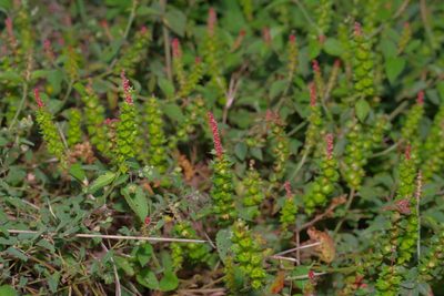 Acalypha phleoides, photographed by Michelle W. （鍾偉瑋）