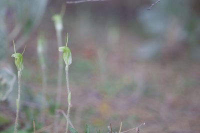 Pterostylis setulosa, photographed by Hugo Innes