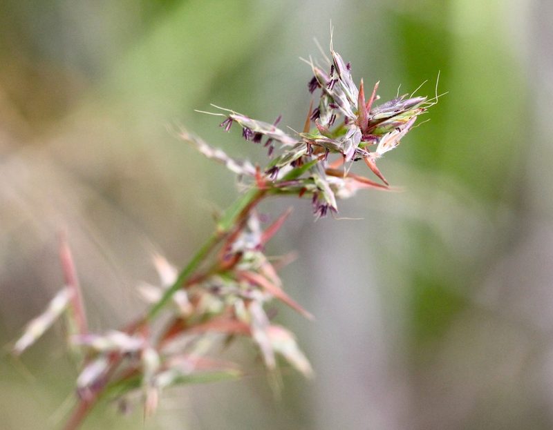 Cymbopogon tortilis, photographed by Agnes Trekker