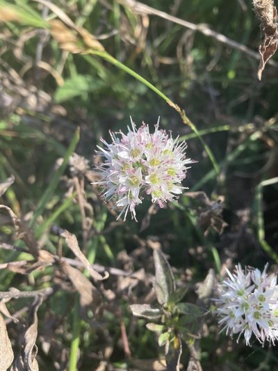 Allium ericetorum, photographed by Caleb Catto