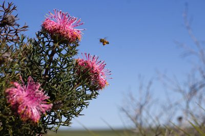 Isopogon dubius, photographed by Hugo Innes