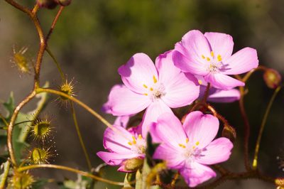 Drosera barbigera, photographed by Hugo Innes