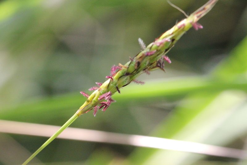 Ischaemum ciliare, photographed by Agnes Trekker