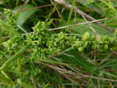 Atriplex patula, photographed by Gabriel Mayrhofer