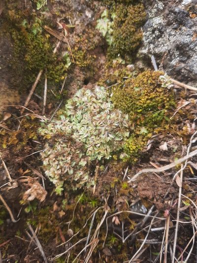 Riccia spongiosula, photographed by Alice Shanks