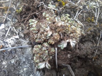 Riccia spongiosula, photographed by Alice Shanks