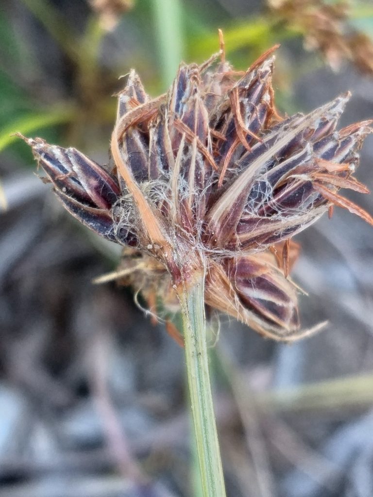 Bulbostylis contexta, photographed by kevin koen
