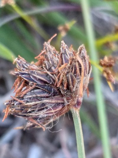 Bulbostylis contexta, photographed by kevin koen