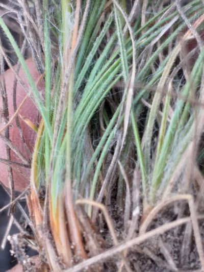Bulbostylis contexta, photographed by kevin koen