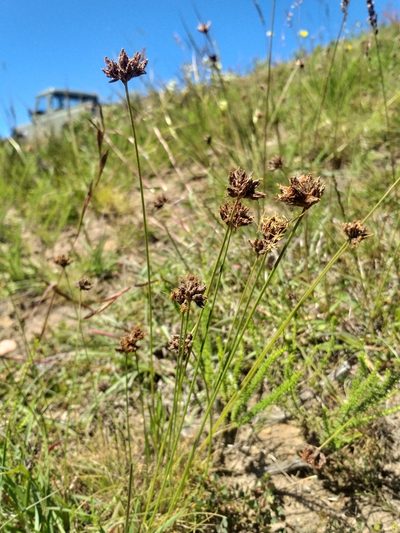 Bulbostylis contexta, photographed by kevin koen
