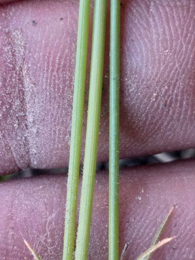 Bulbostylis contexta, photographed by kevin koen
