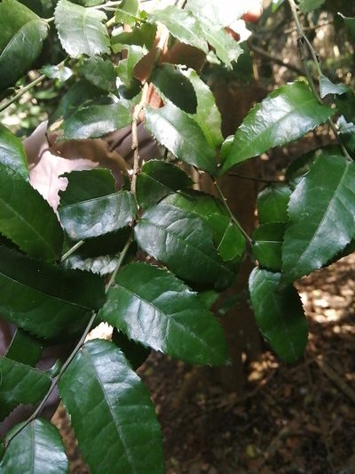 Drypetes arguta, photographed by Mmatjie Mashao