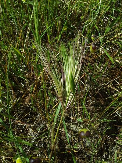 Aristida behriana, photographed by insiderelic