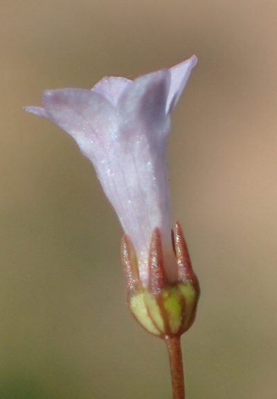 Wahlenbergia debilis, photographed by Nicola van Berkel