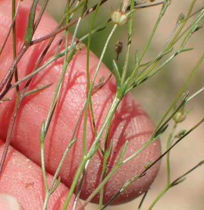 Wahlenbergia debilis, photographed by Nicola van Berkel