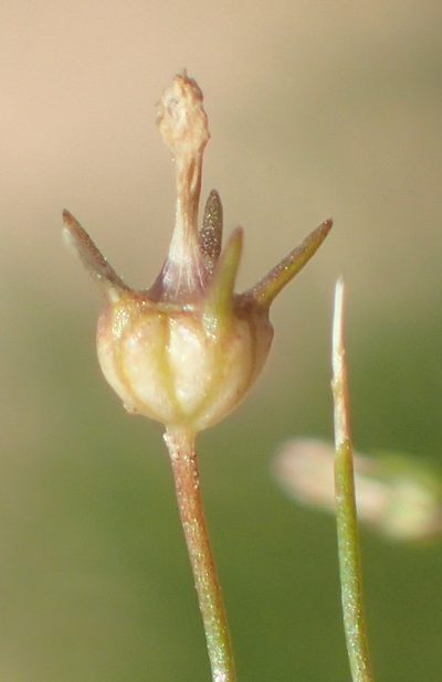 Wahlenbergia debilis, photographed by Nicola van Berkel