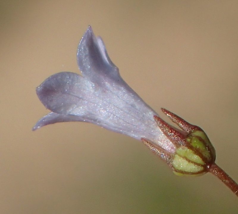 Wahlenbergia debilis, photographed by Nicola van Berkel
