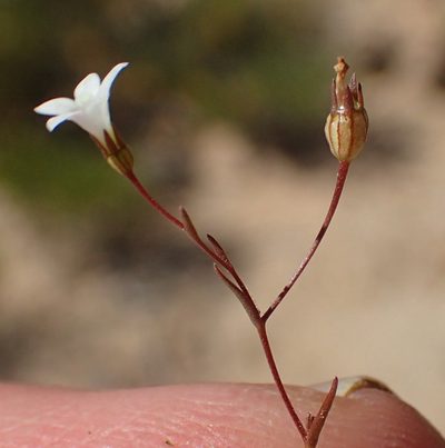 Wahlenbergia debilis, photographed by Nicola van Berkel