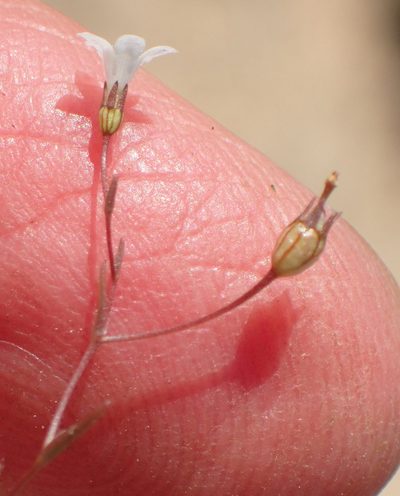Wahlenbergia debilis, photographed by Nicola van Berkel