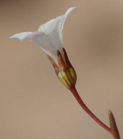 Wahlenbergia debilis, photographed by Nicola van Berkel