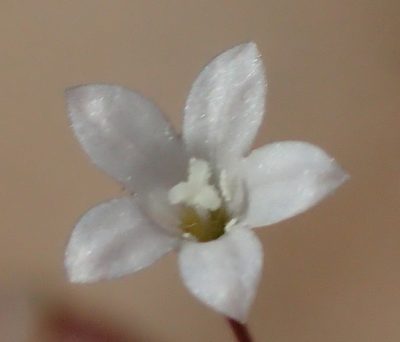 Wahlenbergia debilis, photographed by Nicola van Berkel