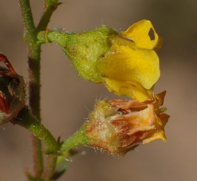 Hermannia alnifolia, photographed by Nicola van Berkel