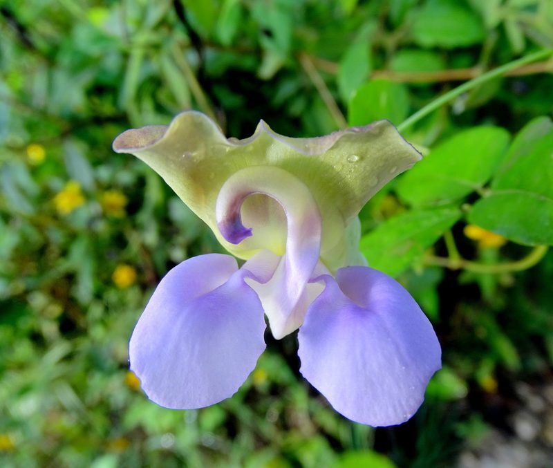 Sigmoidotropis elegans, photographed by Alexis López Hernández