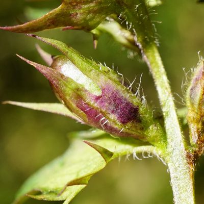 Melampyrum subalpinum, photographed by Patrick Hacker
