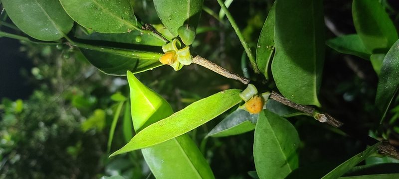 Cassipourea elliptica, photographed by ritirene
