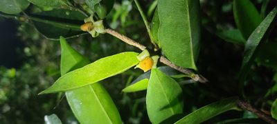 Cassipourea elliptica, photographed by ritirene