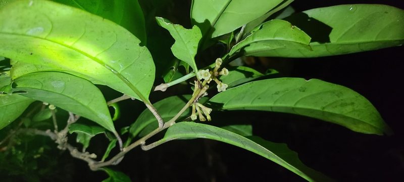 Cestrum macrophyllum, photographed by ritirene
