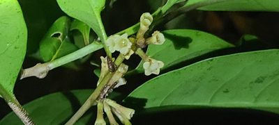 Cestrum macrophyllum, photographed by ritirene