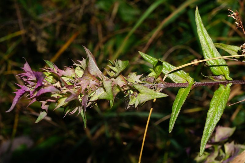 Melampyrum subalpinum, photographed by Patrick Hacker