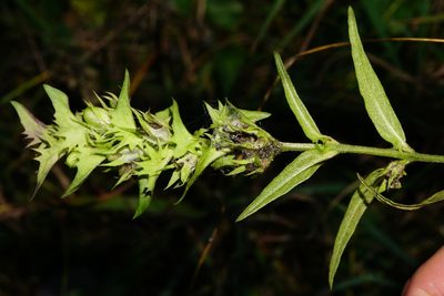 Melampyrum subalpinum, photographed by Patrick Hacker
