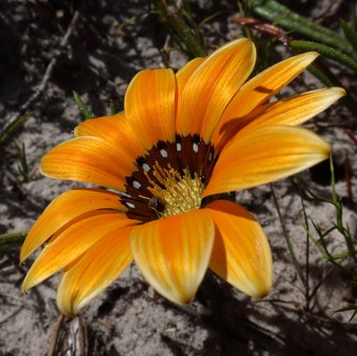 Gazania pectinata, photographed by Diana Studer