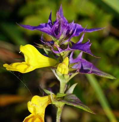 Melampyrum subalpinum, photographed by Patrick Hacker