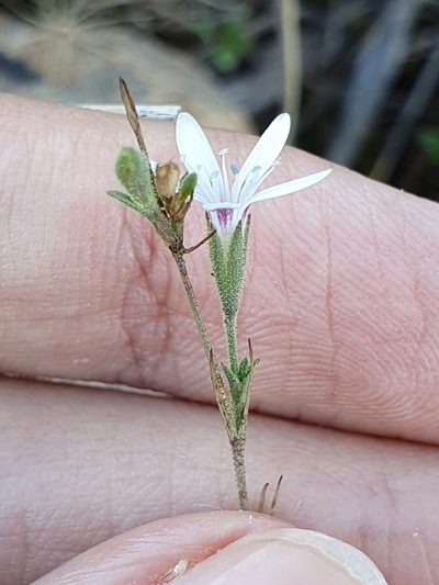 Dianthus illyricus, photographed by Mehdi Chetibi