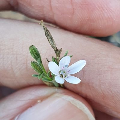 Dianthus illyricus, photographed by Mehdi Chetibi