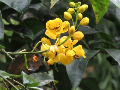 Senna viarum, photographed by Juan Carlos Caicedo Hernández