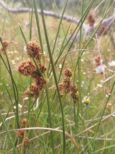Cyperus durus, photographed by kevin koen