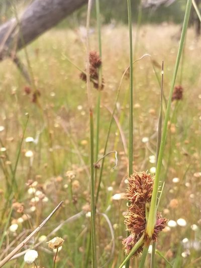 Cyperus durus, photographed by kevin koen